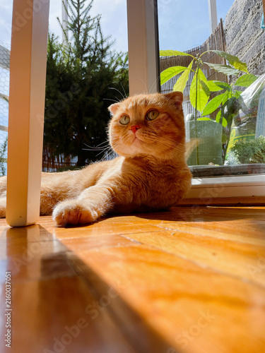 Canvastavla Cat, ginger, sunlight, window, indoor scene with a relaxed pose on wooden floor,