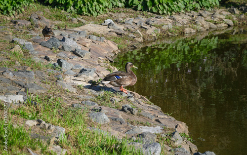 Duck standing on rocky riverbank beside calm water.