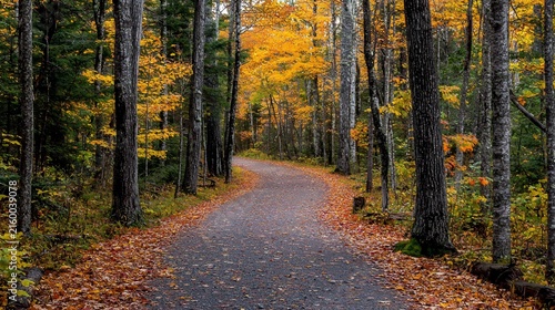 Winding autumn path through colorful forest.
