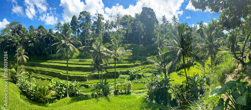 Tegalalang rice terrace with palm trees and tropical vegetation, Bali