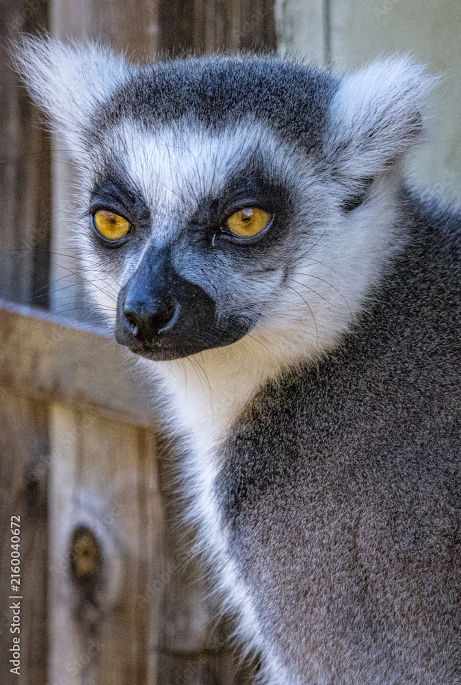 Naklejka premium Ring-tailed lemur (Lemur catta)