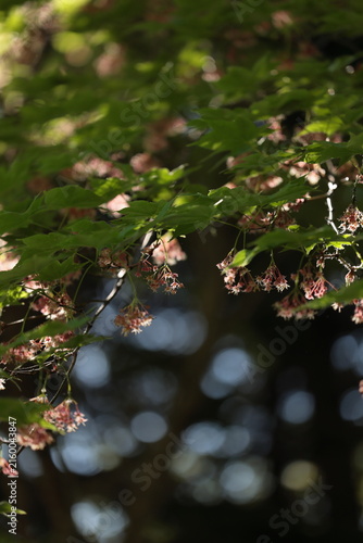 Картината върху платно 木漏れ日に輝くモミジの花