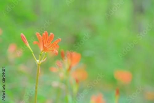 Vibrant orange wild flowers blooming in soft green background