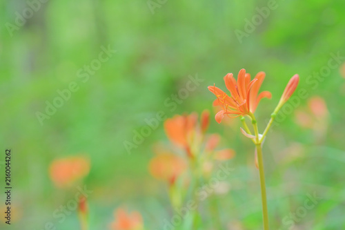 Vibrant orange wild flowers blooming in soft green background