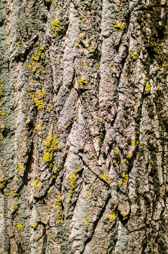 Natural bark pattern with rough surface