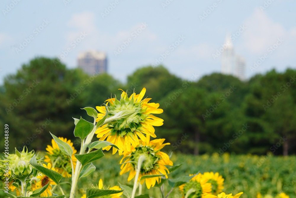 Fototapeta premium Sunflower field at Dix Park with downtown Raleigh skyline in the distance