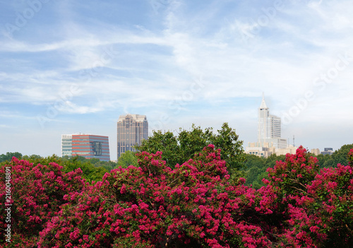 Crepe myrtles in bloom at Dix Park in downtown Raleigh, North Carolina