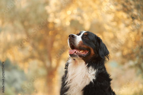 Canvastavla Happy Bernese Mountain Dog looks upward against softly blurred seasonal foliage
