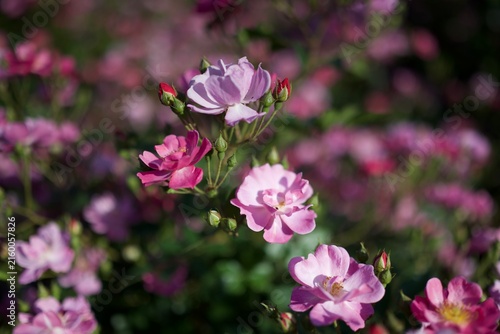 Fotografie 澄んだラベンダーピンクが可憐なラベンダー・ドリームが柔らかく咲き広がる庭園風景  
Delicate Lavender Dream roses with sof
