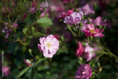Fotografie 澄んだラベンダーピンクが可憐なラベンダー・ドリームが柔らかく咲き広がる庭園風景  
Delicate Lavender Dream roses with sof
