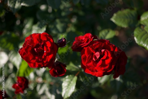 Konstfotografi 黒みを帯びた深紅のラバグルートが力強く咲き誇る印象的な庭園風景  
Striking deep crimson Lavaglut roses with dark