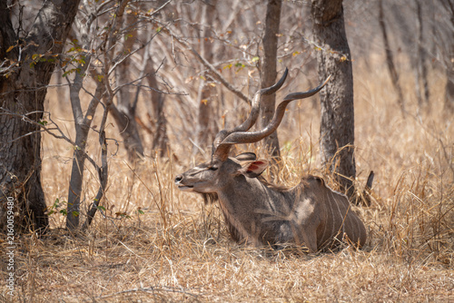 Photography Male Kudu resting in the shade in the bush land in north eastern Botswana, Afric
