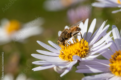 Large hoverfly on a small white daisy