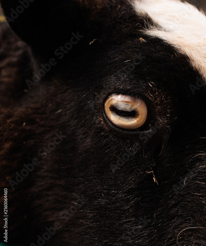 close up of a sheep eye