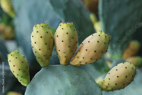 Prickly Pear Cactus Fruits Growing on Green Opuntia Pad