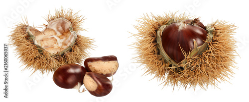 Quadro su tela opened sweet chestnut in its spiky husk isolated on white