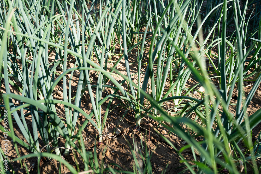 Obraz premium Field of fresh green onions