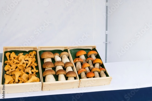 Wooden crates filled with sorted wild mushrooms on a table. Fresh chanterelles and bolete species displayed for sale