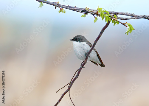 Foto European Pied Flycatcher (Ficedula hypoleuca) male perched on a thin branch with young spring leaves, showing dark upperparts and clean white underparts