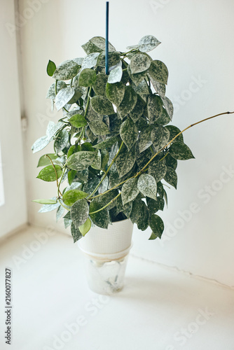 Hoya Lacunosa Eskimo vine with speckled leaves climbing a circular support in a white self-watering pot. Indoor houseplant with wick watering system reservoir.