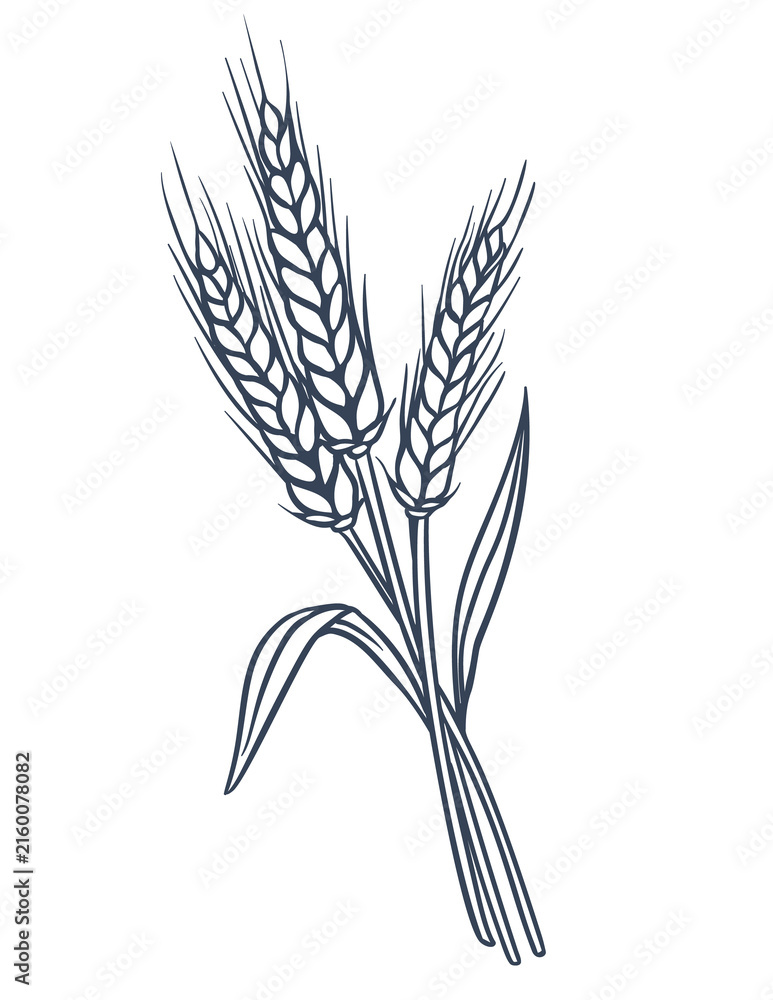 Fototapeta premium Wheat Bundle Hand Drawn Doodle