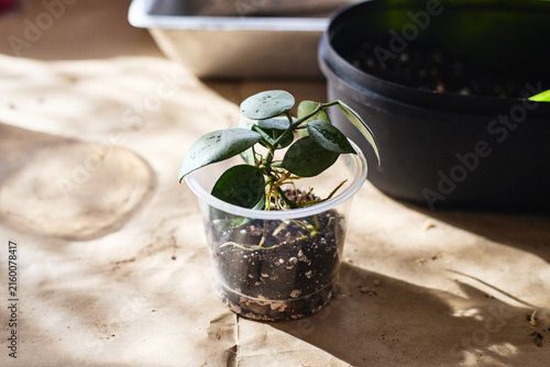 Young Hoya Mathilda Silver cutting planted in transparent plastic cup with soil. Indoor plant propagation and rooting process on craft paper background with natural lighting.