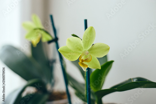 Beautiful pale yellow Phalaenopsis orchid flower with delicate petals blooming indoors. Tropical houseplant with soft green leaves on white background.