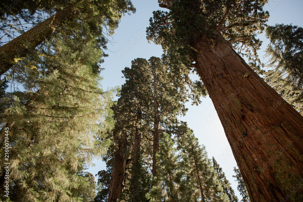 Fototapeta premium Giant Sequoia Forest in Sequoia National Park, California, USA
