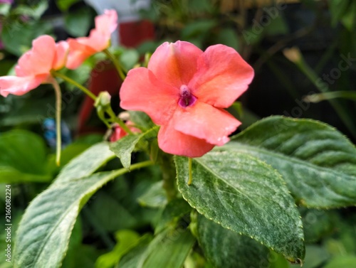 фотографія red hibiscus flower Which thrives in the garden