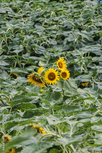 Cluster of Sunflowers Rising Above a Lush Field in Wuhan, China
