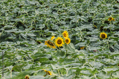 Wide View of Sunflower Cluster in a Summer Field in Wuhan, China
