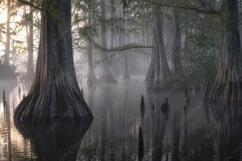 Naklejka premium Bald cypress trees standing in misty swamp water