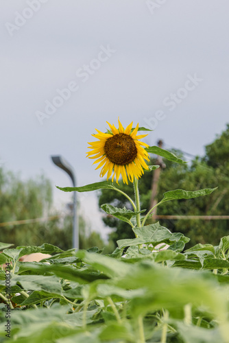 Single Sunflower Rising Above the Field Under Gray Sky in Wuhan