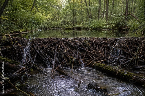 Beaver dam of woven sticks across a shallow woodland stream