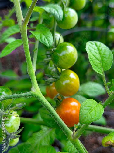 Vibrant cherry tomatoes grow on a lush green vine, displaying a beautiful transition of colors from green to orange