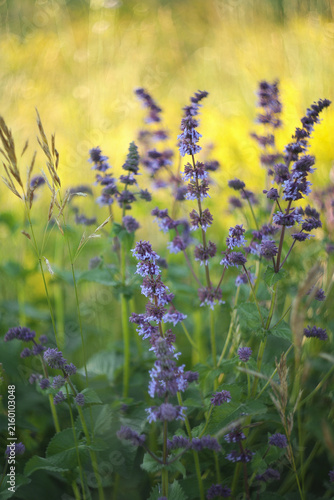 A photograph of wild sage in a meadow.