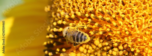 Close-up of a pollen-covered bee collecting nectar on a bright sunflower head...