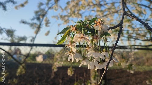 Frosts. White blossoming cherry flowers fallen by frost on a tree on a sunny spring morning. Flowers damaged by frost. Icy flowers on a tree. Flowers covered with hoarfrost ice floes. Spring frosts