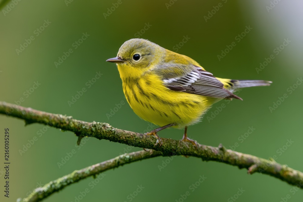 Obraz premium Close-up of a Magnolia Warbler in a verdant forest, bright yellow chest and warm morning light