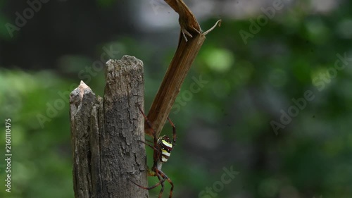 Argiope bruennichi or wasp spider. It is a species of orb- weaver spider found in Europe, Asia and Africa. This species features distinctive yellow, white and black markings on its abdomen.