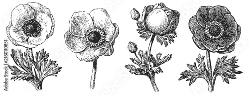 hand drawn anemone flowers and leaves set in vintage botanical illustration