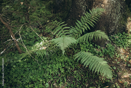 Obraz na plátně Green fern plant grows on lush ground in natural forest, peaceful outdoor nature, eco botanical concept, summer forest greenery