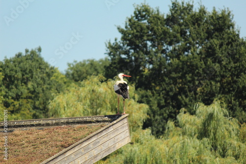 Cuadro en lienzo White Stork Standing on Wooden Roof in Nature