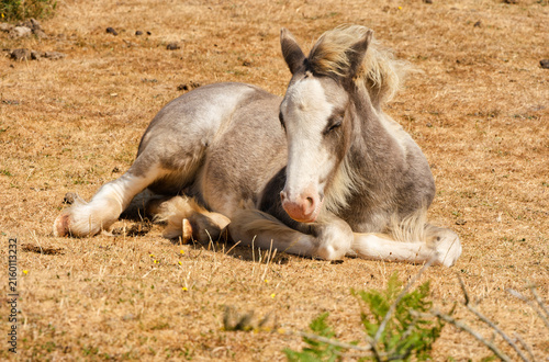 Cuadro en lienzo Wild Welsh mountain foal lays dozing in the sunshine.