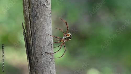 Argiope bruennichi or wasp spider. It is a species of orb- weaver spider found in Europe, Asia and Africa. This species features distinctive yellow, white and black markings on its abdomen.