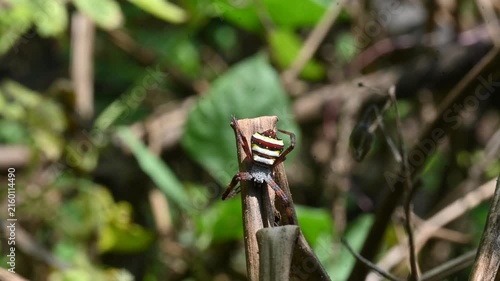 Argiope bruennichi or wasp spider. It is a species of orb- weaver spider found in Europe, Asia and Africa. This species features distinctive yellow, white and black markings on its abdomen.