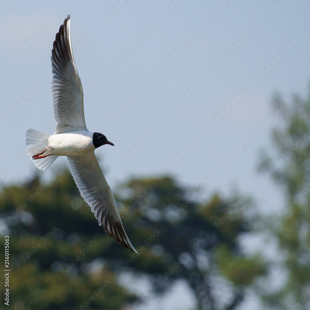 Fototapeta premium Black-headed Gull Flying in Lednice⁠