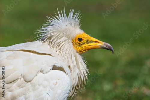 Obraz na płótnie Egyptian Vulture Close Up Portrait⁠