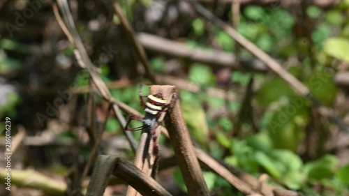 Argiope bruennichi or wasp spider. It is a species of orb- weaver spider found in Europe, Asia and Africa. This species features distinctive yellow, white and black markings on its abdomen.