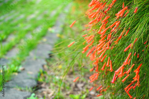Red flowers of Phyllocarpus septentrionalis Donn. Smith (Monkey Flower Tree, Fire of Pakistan) on tree. Blurred and defocused.